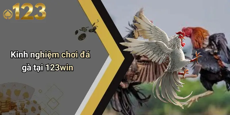 Kinh nghiệm chơi đá gà tại 123win